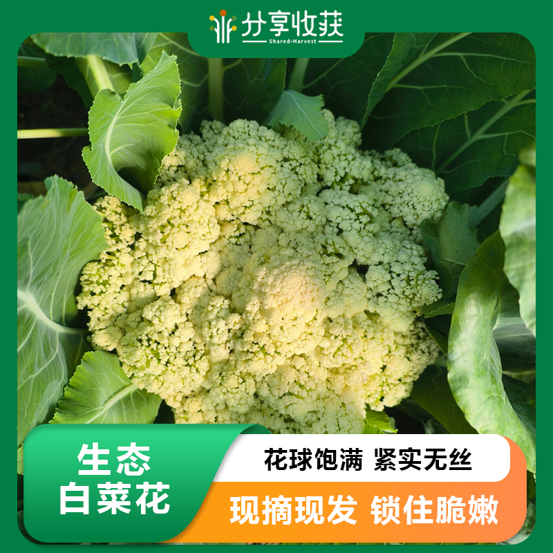 生态白菜花 | 清香爽口 | 石嫣农场 * Cauliflower