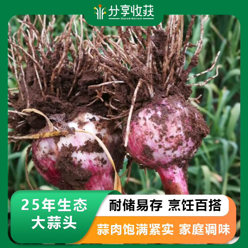 25年大蒜头 | 蒜头有机种植 |  蒜香浓郁  | 石嫣农场* Garlic