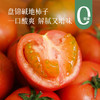 【有故事的西红柿】辽宁盘锦碱地柿子（番茄），酸酸甜甜当水果吃、炒鸡蛋、煮蔬菜汤，果香浓郁～ 商品缩略图0