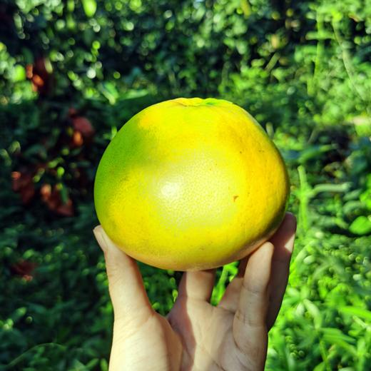 心选丨福建平和爆汁黄金葡萄柚当季新鲜采摘榨汁纯甜 商品图5