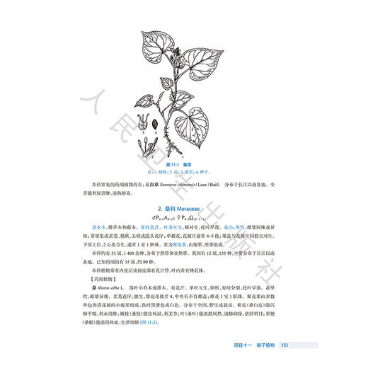 药用植物识别技术 第2二版 十四五规划教材全国高等职业教育药品类专业第四轮规划教材 宋新丽 主编 9787117385114 人民卫生出版社 商品图4