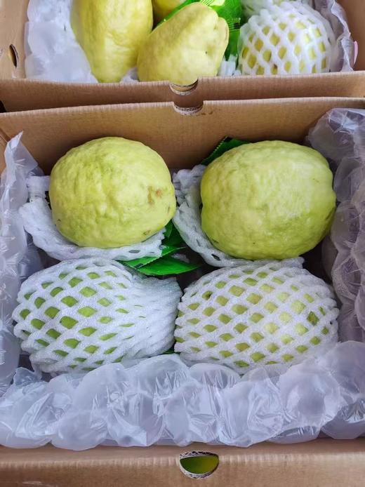 奶油芭乐（件） 商品图2