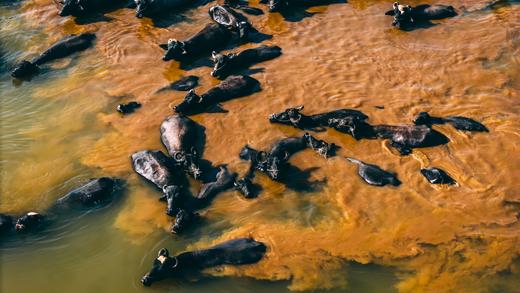 12月19日出发 广东“肯尼亚”水牛大迁徙1天行摄<精品小团> 商品图1