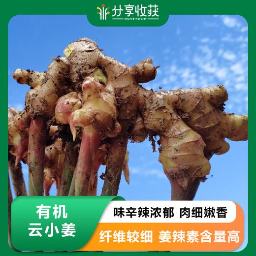 有机云小姜 （小黄姜）| 合作生产 | 基地直发*Organic turmeric 商品图0