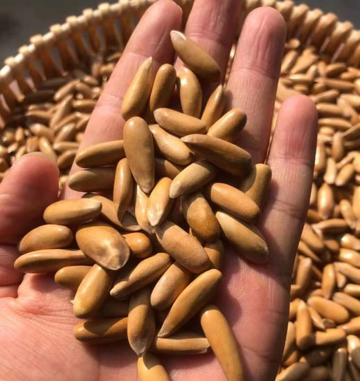 老米优品🎈2025新货！“坚果中的爱马仕”硕果田间 《头茬巴西松子》《香榧子》！ 大颗果仁 修长饱满 商品图5