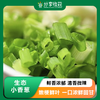 生态小香葱 | 清香微辣 | 石嫣农场* Chive/Scallion | Self-Produced 商品缩略图0