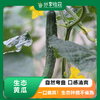 生态黄瓜 | 自然弯曲 口感清爽 | 石嫣农场 * Eco-friendly Cucumber 商品缩略图0