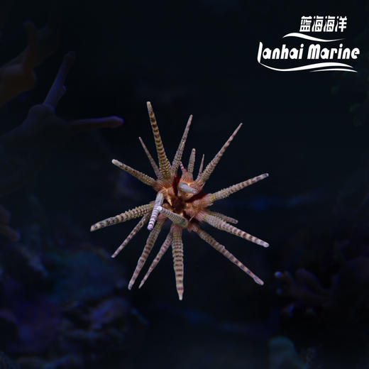 铅笔海胆 商品图0