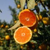 优选|浙江临海涌泉蜜桔  皮薄饱满 肉嫩多汁  酸甜爽口  3斤 商品缩略图3