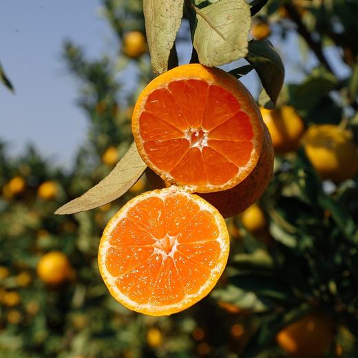 优选|浙江临海涌泉蜜桔  皮薄饱满 肉嫩多汁  酸甜爽口  3斤 商品图3