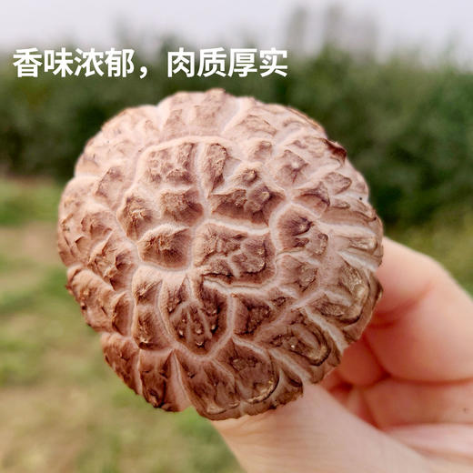 【厂商直发】有机鲜香菇段木香菇1斤/2斤香味浓郁肉质厚实自然鲜美包邮 商品图2