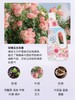 花王洗衣液补充装900g 商品缩略图2