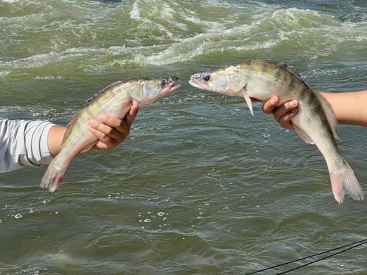 新疆有机富硒雪龙鱼 额尔齐斯河冷水鱼 商品图6