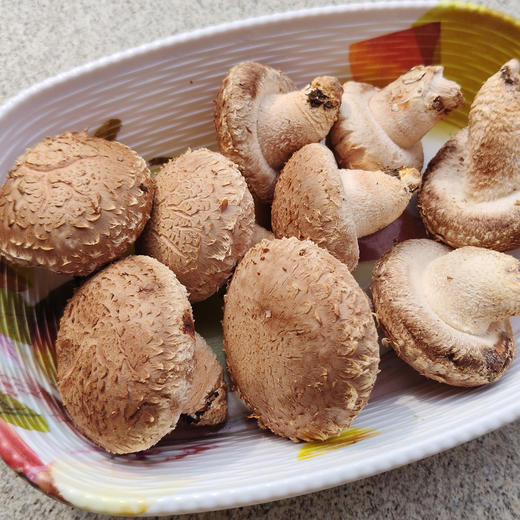 【厂商直发】有机鲜香菇段木香菇1斤/2斤香味浓郁肉质厚实自然鲜美包邮 商品图7