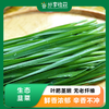 生态韭菜 | 风味十足 | 石嫣农场 * Eco-friendly Chinese Chives 商品缩略图0