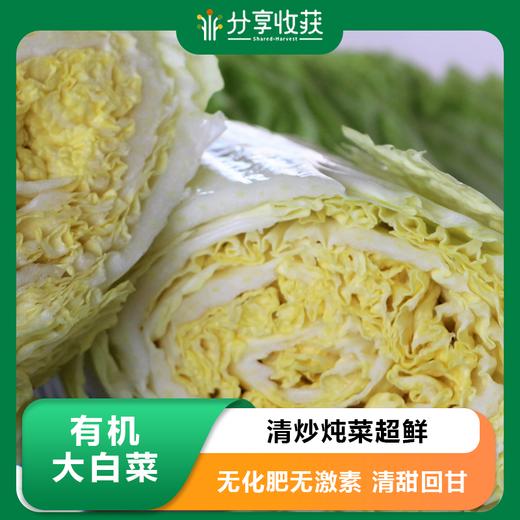 有机大白菜 甘甜可口 | 石嫣农场* Chinese Cabbage | Self-Produced 商品图0