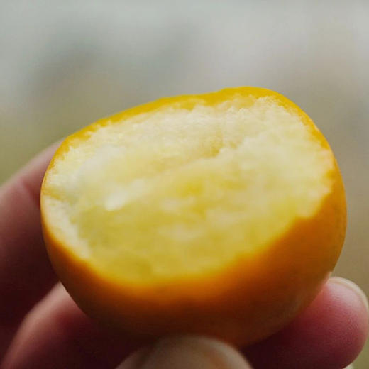 广西融安脆皮金桔鲜果小金橘子斤新鲜水果应当季蜜金柑整箱包邮 商品图1