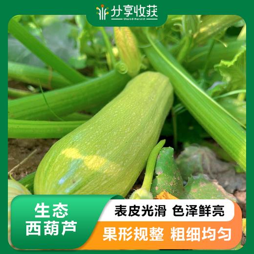 生态西葫芦 | 皮薄汁多 | 石嫣农场* Zucchini 商品图0