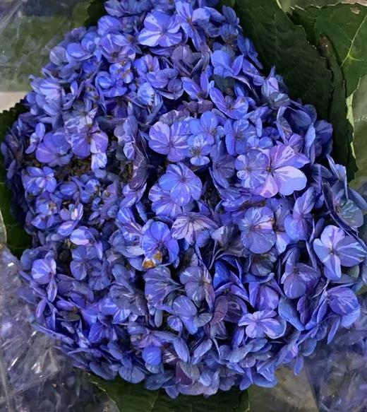 绣球 | 晴天蓝色 商品图5