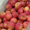 小金吴大姐生态红苹果（基地直发-邮政平邮） | 多种规格，来自四川小金，生产者：吴明清【合作生产·公平贸易】 商品缩略图5