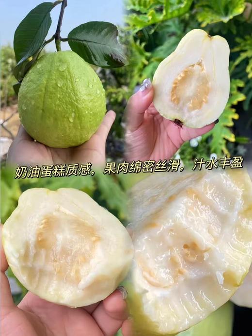 奶油芭乐（件） 商品图4