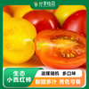 生态小西红柿 | 混搭随机 | 多口味 酸甜多汁 | 石嫣农场 * Eco-friendly Cherry Tomatoes 商品缩略图0