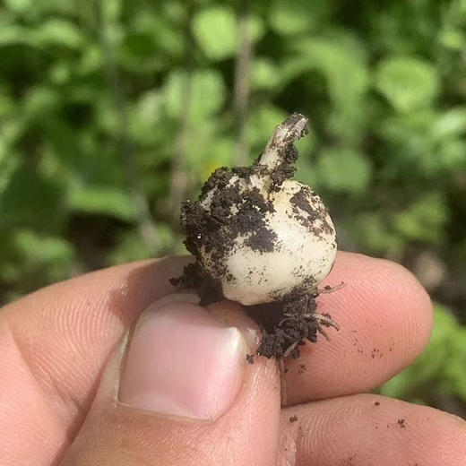 长白山有机贝母  200克/罐 商品图10