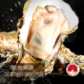 乳山牡蛎 乳山生蚝 国家地理标志产品 五斤装（京东快递发货）