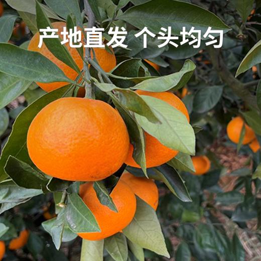 【涌泉蜜橘】 甘润清香 皮薄多汁 新鲜现摘不齁甜 秋冬解腻神器 4.5-5斤（16-24个） 商品图2