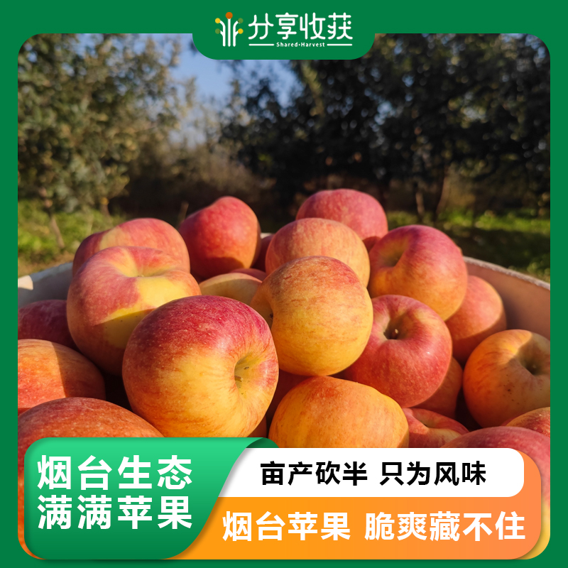 烟台生态满满苹果 | 合作生产 | 基地直发*Ecological abundance of apples