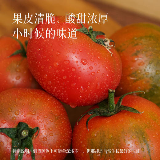 【有故事的西红柿】辽宁盘锦碱地柿子（番茄），酸酸甜甜当水果吃、炒鸡蛋、煮蔬菜汤，果香浓郁～ 商品图1