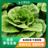 生态生菜系列 | 罗马生菜 散叶生菜 卷心生菜 爽脆回甘 | 石嫣农场 * Eco-friendly Lettuce Series 商品缩略图0