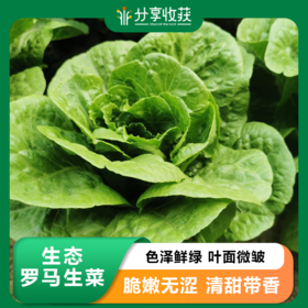 生态生菜系列 | 罗马生菜 散叶生菜 卷心生菜 爽脆回甘 | 石嫣农场 * Eco-friendly Lettuce Series