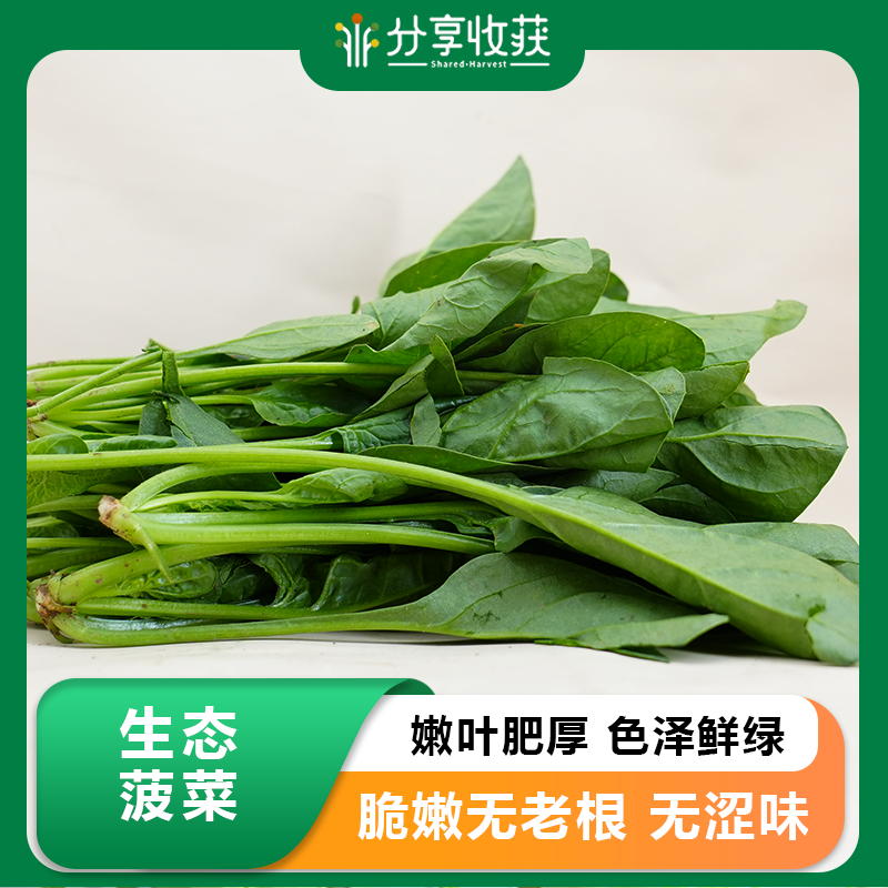 生态菠菜 | 鲜嫩爽口 清新自然 | 石嫣农场  * Spinach |