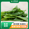 生态菠菜 | 鲜嫩爽口 清新自然 | 石嫣农场  * Spinach | 商品缩略图0