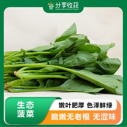 生态菠菜 | 鲜嫩爽口 清新自然 | 石嫣农场  * Spinach | 商品图0