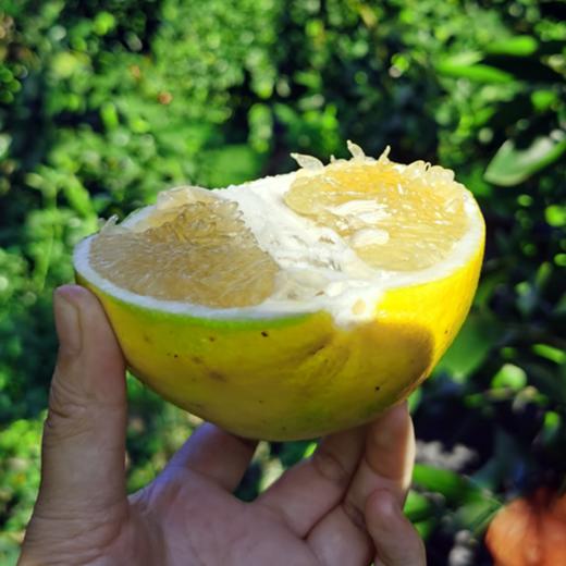 心选丨福建平和爆汁黄金葡萄柚当季新鲜采摘榨汁纯甜 商品图2