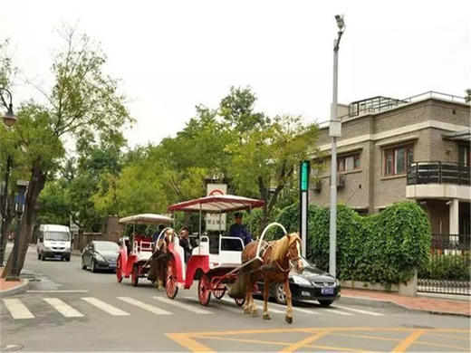 【天津海鸥1日】西伯利亚海鸥来袭-滨海看海鸥-打卡古文化街-意式风情区-五大道 商品图6