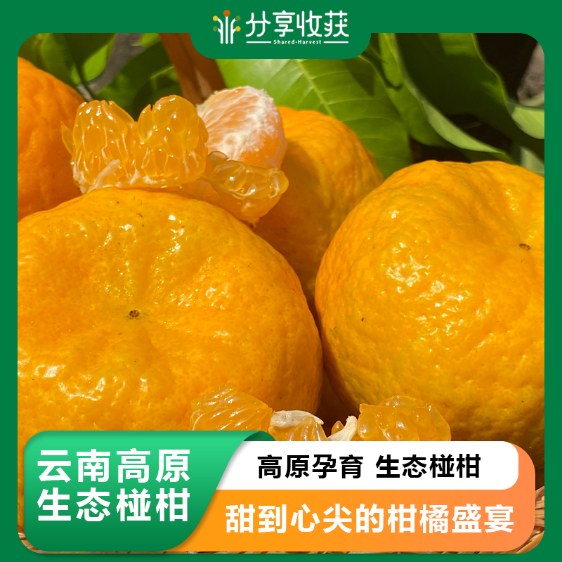 云南高原生态椪柑  | 合作生产 | 基地直发*Yunnan Plateau Ecological Ponkan mandarin