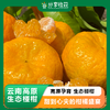 云南高原生态椪柑  | 合作生产 | 基地直发*Yunnan Plateau Ecological Ponkan mandarin 商品缩略图0