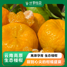 云南高原生态椪柑  | 合作生产 | 基地直发*Yunnan Plateau Ecological Ponkan mandarin