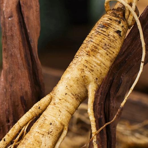 长白山鲜人参【29元10根】丨甄选足龄人参 袋装保鲜参煲汤泡酒 商品图2