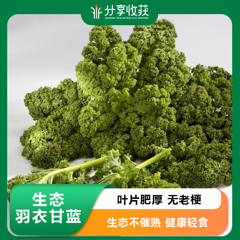 生态羽衣甘蓝 | 质味脆清 | 石嫣农场 * Eco-friendly Kale