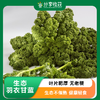 生态羽衣甘蓝 | 质味脆清 | 石嫣农场 * Eco-friendly Kale 商品缩略图0