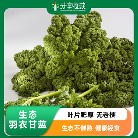 生态羽衣甘蓝 | 质味脆清 | 石嫣农场 * Eco-friendly Kale