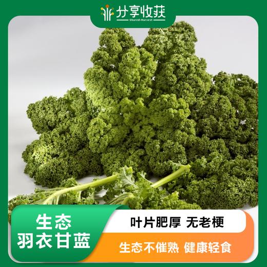 生态羽衣甘蓝 | 质味脆清 | 石嫣农场 * Eco-friendly Kale 商品图0