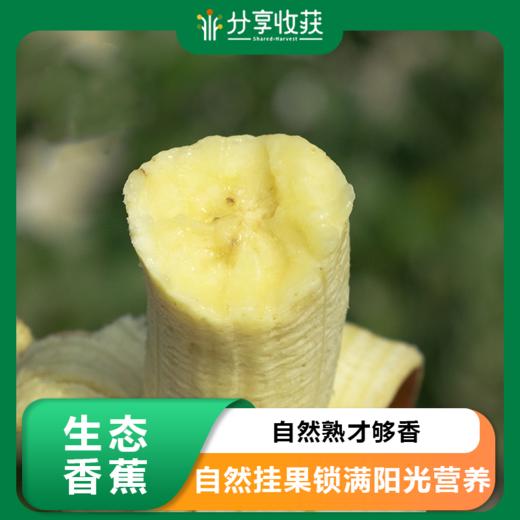 生态香蕉 |  自然催熟 香甜软糯 | 公平贸易 | 基地直发 包邮 * Banana | Fair Trade 商品图0