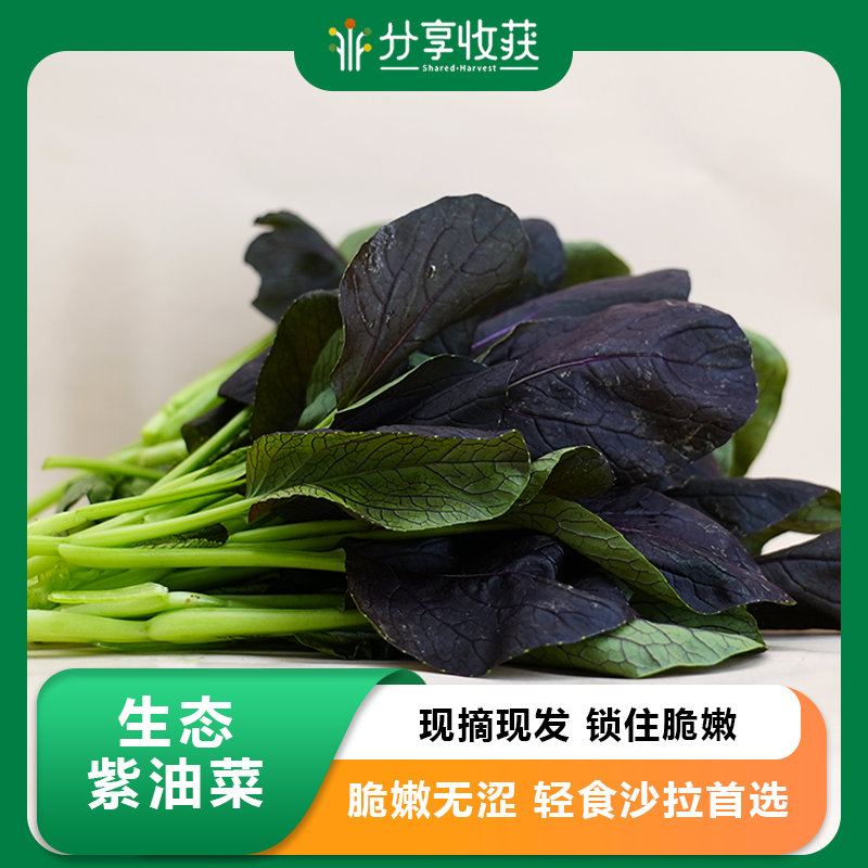 生态紫油菜 |  脆嫩清甜‌ | 石嫣农场