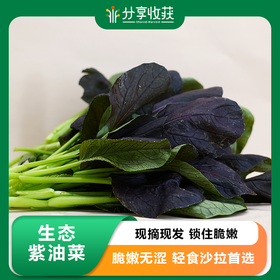 生态紫油菜 |  脆嫩清甜‌ | 石嫣农场