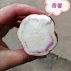 2025年金薯， 烤红薯必备，自然农法紫薯、板栗香薯 || 今年遇极端气候个头偏小，介意者慎拍！永继农场 商品缩略图5